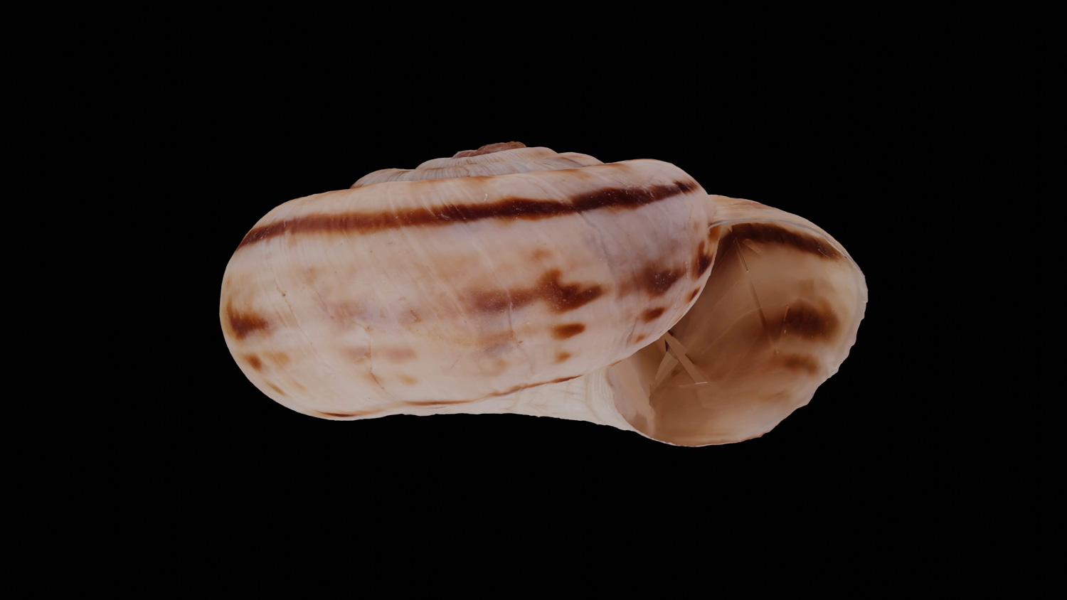 Helicella obvia